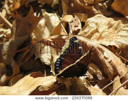 Mourning Cloak Butterfly Amidst Fall Leaves (southern California.