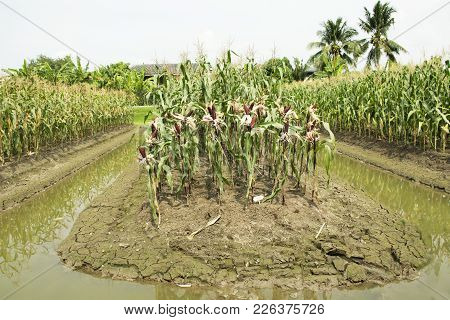 Waxy Corn Or Zea Mays Ceratina From Agricultural Corn Plantation Farm At Countryside