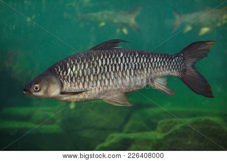 Hoven's carp (Leptobarbus hoevenii), also known as the mad barb or sultan fish.