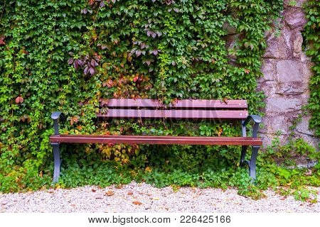 Wooden Bench Over The Green Leaves Wall