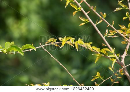 Young Green Leaf Of Fried Egg Tree