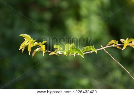 Young Green Leaf Of Fried Egg Tree