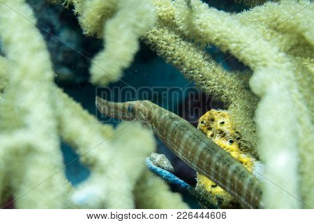 The Trumpetfish, Aulostomus Maculatus, Is A Long-bodied Fish With An Upturned Mouth; It Often Swims 