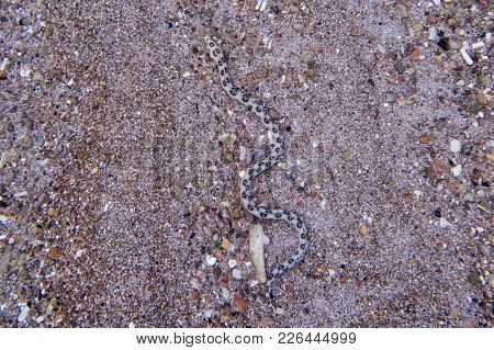 The Goldspotted Eel (myrichthys Ocellatus, Also Known As The Goldspotted Snake Eel Or The Dark-spott