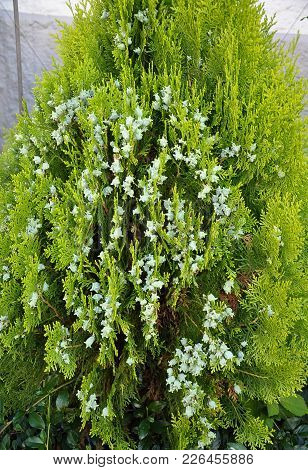 Colorful And Crisp Image Of Blooming Thuja At Garden