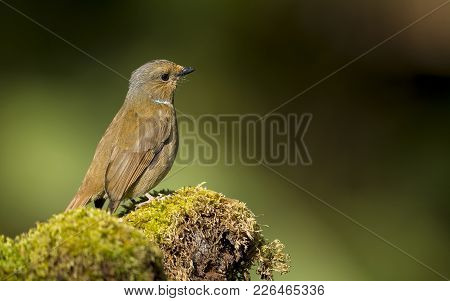 Large Niltava : Wildlife Bird Shot In Thailand