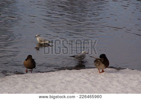 Ducks And Birds On The Snow, In Front Of An Ice-cold Lake. It Is In The Day And In Winter Season. Sh