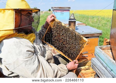 Beekeeper Inspecting His Hive Frames Covered With Bees