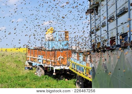 Beekeeper and his mobile beehives on trailer