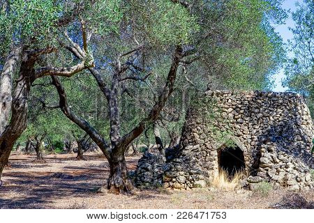 Italy,murge Salentine, The Pagghiare, Ancient Rural Constructions In An Olive Grove