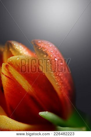 Macro Tulip Flower On Dark Gradient Background. 8 March Present Card. With Space For Text. Copy Spac