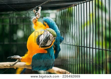 Blue-and-yellow Macaw Also Known As The Blue-and-gold Macaw In Zoo. Wild Bird In Cage.