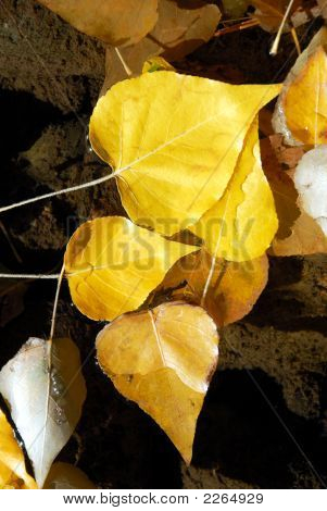 Cottonwood yaprakların akışı