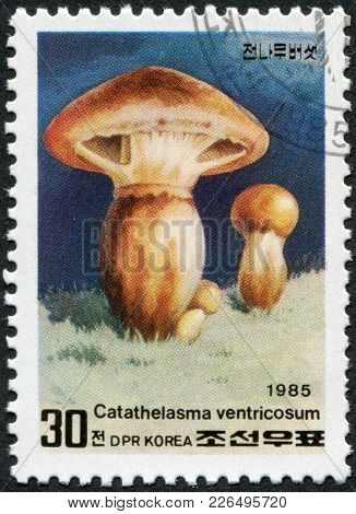 North Korea - Circa 1985: A Stamp Printed In North Korea, Shows A Mushroom Catathelasma Ventricosum,