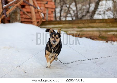 Young Woman Walking Her Dog On A Street, Having Troubles Holding Him On A Leash.