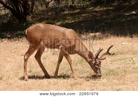 mandlige sort - tailed hjorte