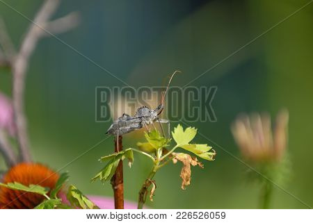 A Wheel Bug Perched On Top Of A Native Plant, With A Green Background.