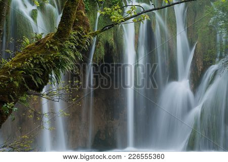 Covered With Fern And Moss Green Tree Trung Against Waterfalls Background. Scene In Plitvice Lakes N