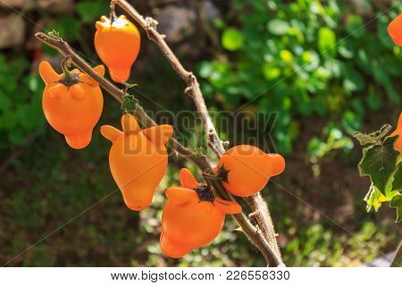 Nipple Fruit ,solanum Mammosum,titty Fruit Or Fox Face In The In Garden.