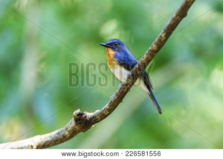 Male Tickell's Blue Flycatcher Perching On Tree Branch With Green Bokeh Background , Thailand