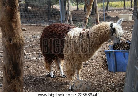 A Curly Lama Eating In The Zoo