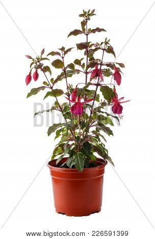 Fuchsia Flower Seedling In Plactic Flowerpot Isolated On White