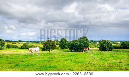 Two Normand heifers in a field of the Orne countryside in summer, Normandy France