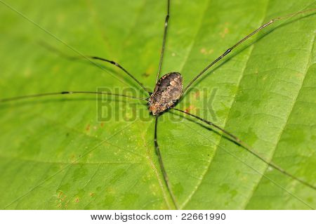 Er - Daddy Longlegs