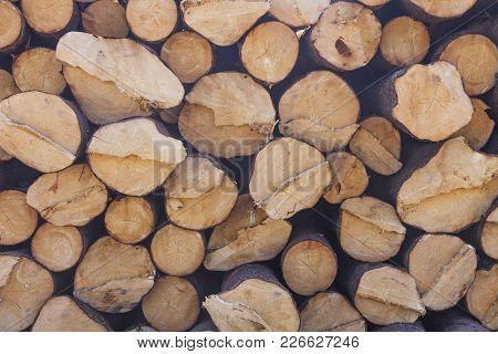 Storage Of Logs. Collapsed Tree Trunks