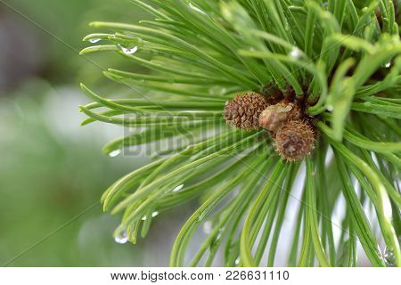 Close-up Of Young Pinecone Buds On A Tree With Water Drops