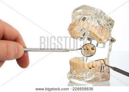 Dentist With Jaw Model And Dental Mirror On White Background, Closeup. Student Learning Teaching Mod