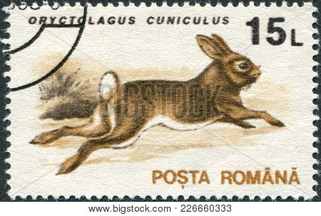 Romania - Circa 1993: A Stamp Printed In The Romania, Shows The European Rabbit (oryctolagus Cunicul