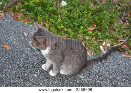 Grijze kat