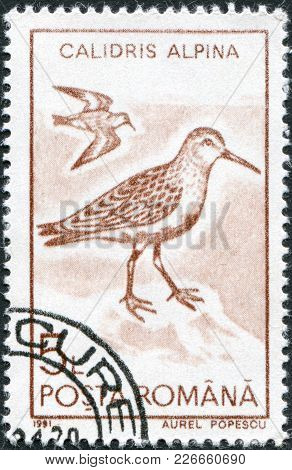 Romania - Circa 1991: A Stamp Printed In The Romania, Shows The Dunlin (calidris Alpina), Circa 1991
