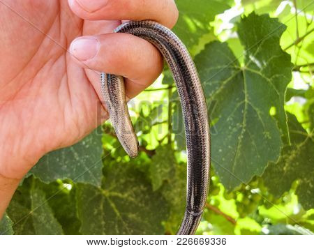 Veretenitsa Fragile. A Legless Lizard A Reptile