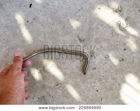 Veretenitsa Fragile. A Legless Lizard A Reptile