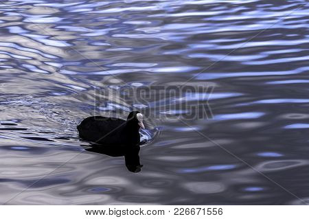 Eurasian Coot Swimming In Bedfont Lakes Country Park, London, United Kingdom
