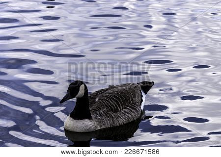 Canada Goose Swimming In Bedfont Lakes Country Park - London, United Kingdom