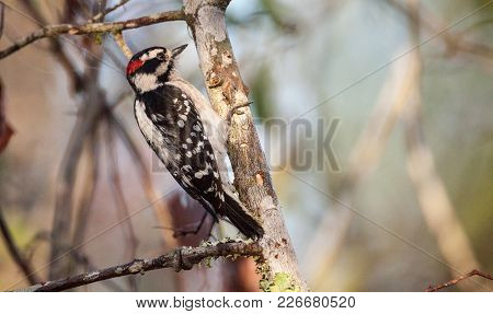 Downy Woodpecker Picoides Pubescens Perches On A Tree