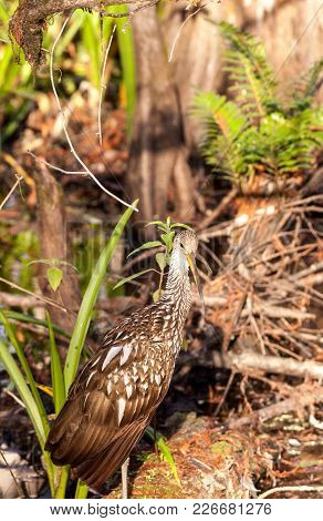 Limpkin Wading Bird Aramus Guarauna