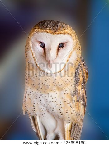 Barn Owl In Tucson Arizona In The Sonoran Desert