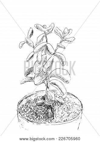 Hand Drawn Sketch Of Succulent. House Plant Crassula Ovata, Jade Plant. Vector Illustration Of Money