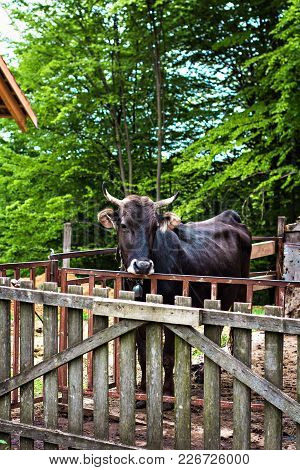 Bull On The Farm In The Stall.