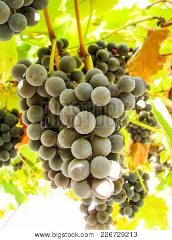 Cluster Of Appetizing Juicy Ripe Sweet Dark Blue Grapes On A Grapevine, Grapes Season