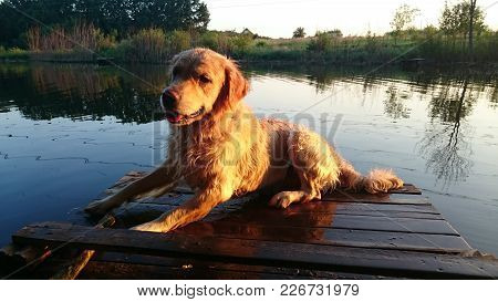 Beautiful Golden Retriever Sitting Near The River