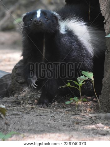 Skunk With His Paw Raised Smelling The Air.