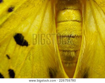 Close Up Shot Of Yellow, Black, And White Wing, Abdomen, And Thorax Of Moth, A Kind Insect Similar T