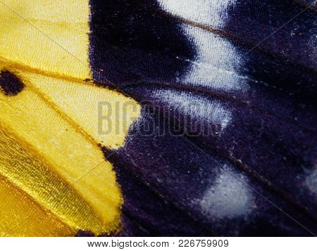 Close Up Shot Of Yellow, Black, And White Wing, Abdomen, And Thorax Of Moth, A Kind Insect Similar T