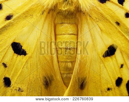 Close Up Shot Of Yellow, Black, And White Wing, Abdomen, And Thorax Of Moth, A Kind Insect Similar T