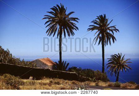 Palm Grupa morze